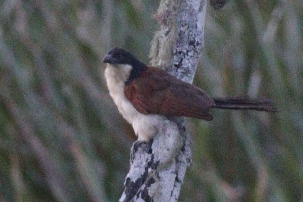 Image of Blue-headed Coucal