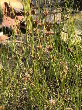 Image of Brown beakrush