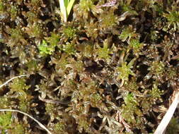 Imagem de Sphagnum mendocinum Sullivant 1874