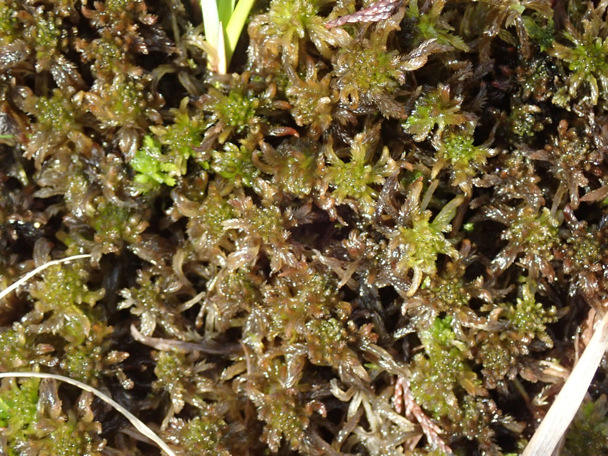 Sphagnum mendocinum Sullivant 1874的圖片