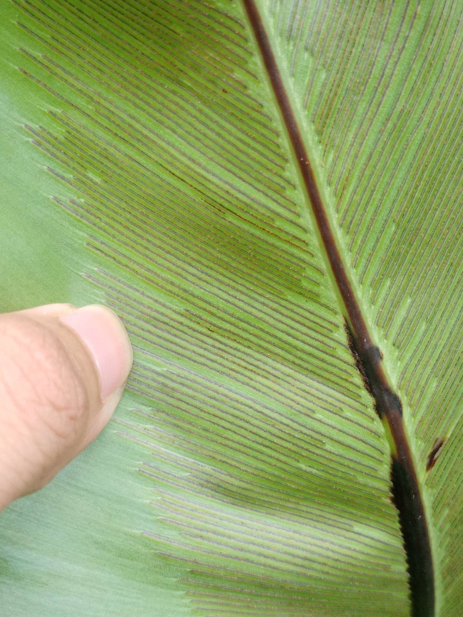 Image of Asplenium musifolium Mett.