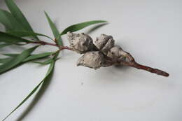 صورة Hakea salicifolia subsp. salicifolia