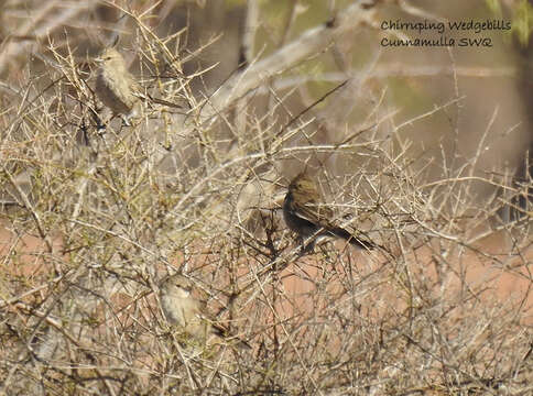 Image of Chirruping Wedgebill