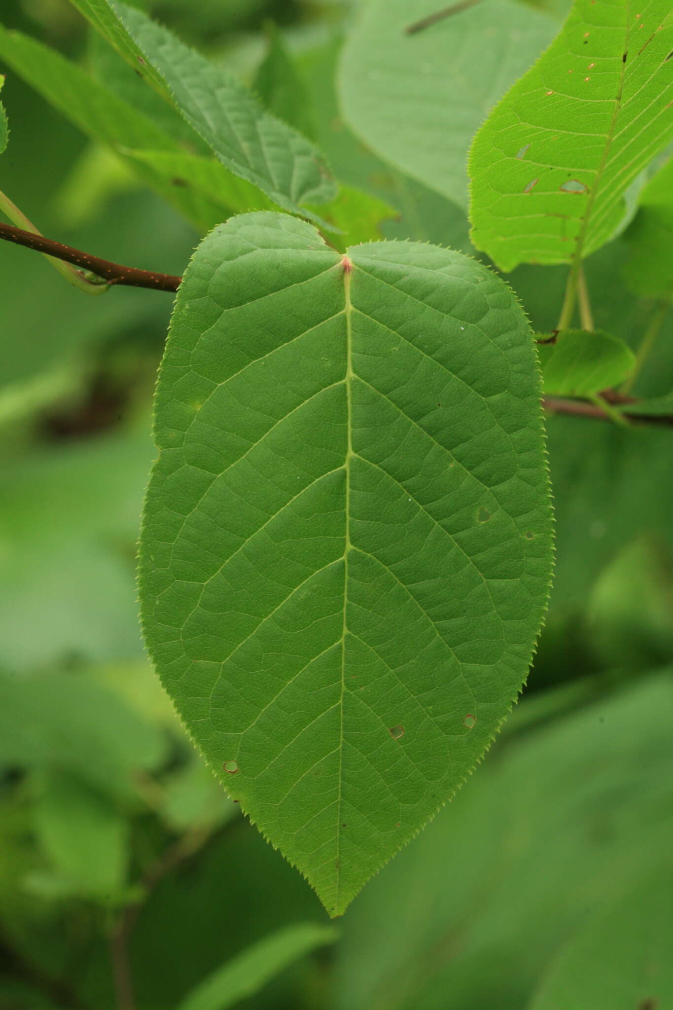 Imagem de Prunus ssiori F. Schmidt