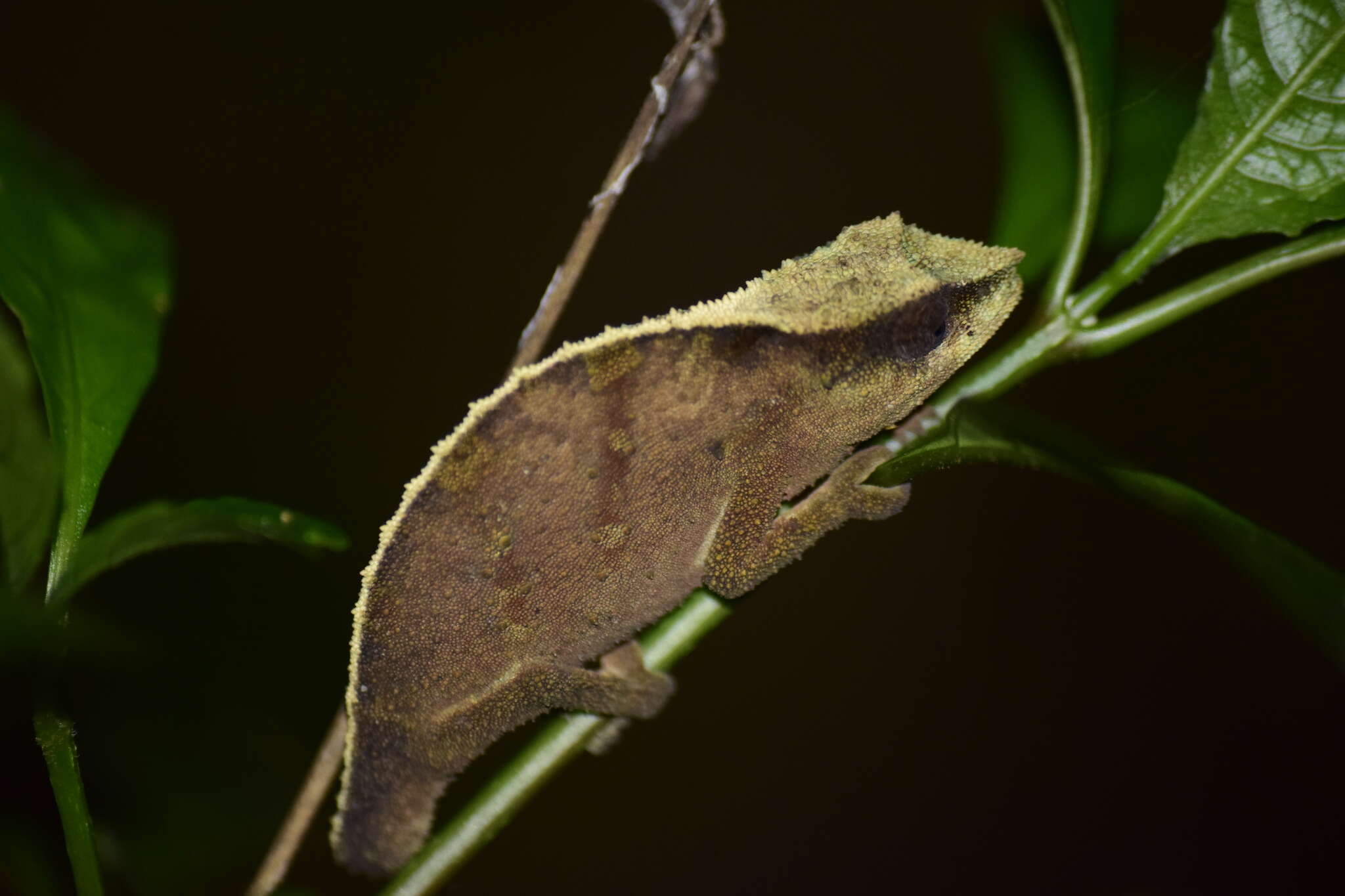 Image of Malawi Stumptail Chameleon