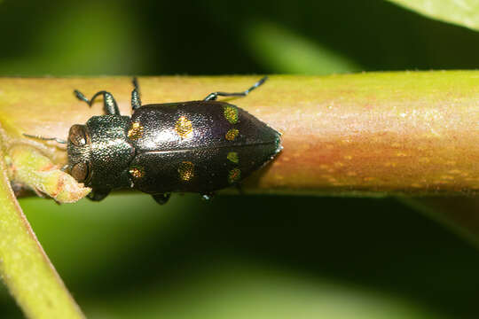 Image of Chrysobothris chrysoela (Illiger 1800)