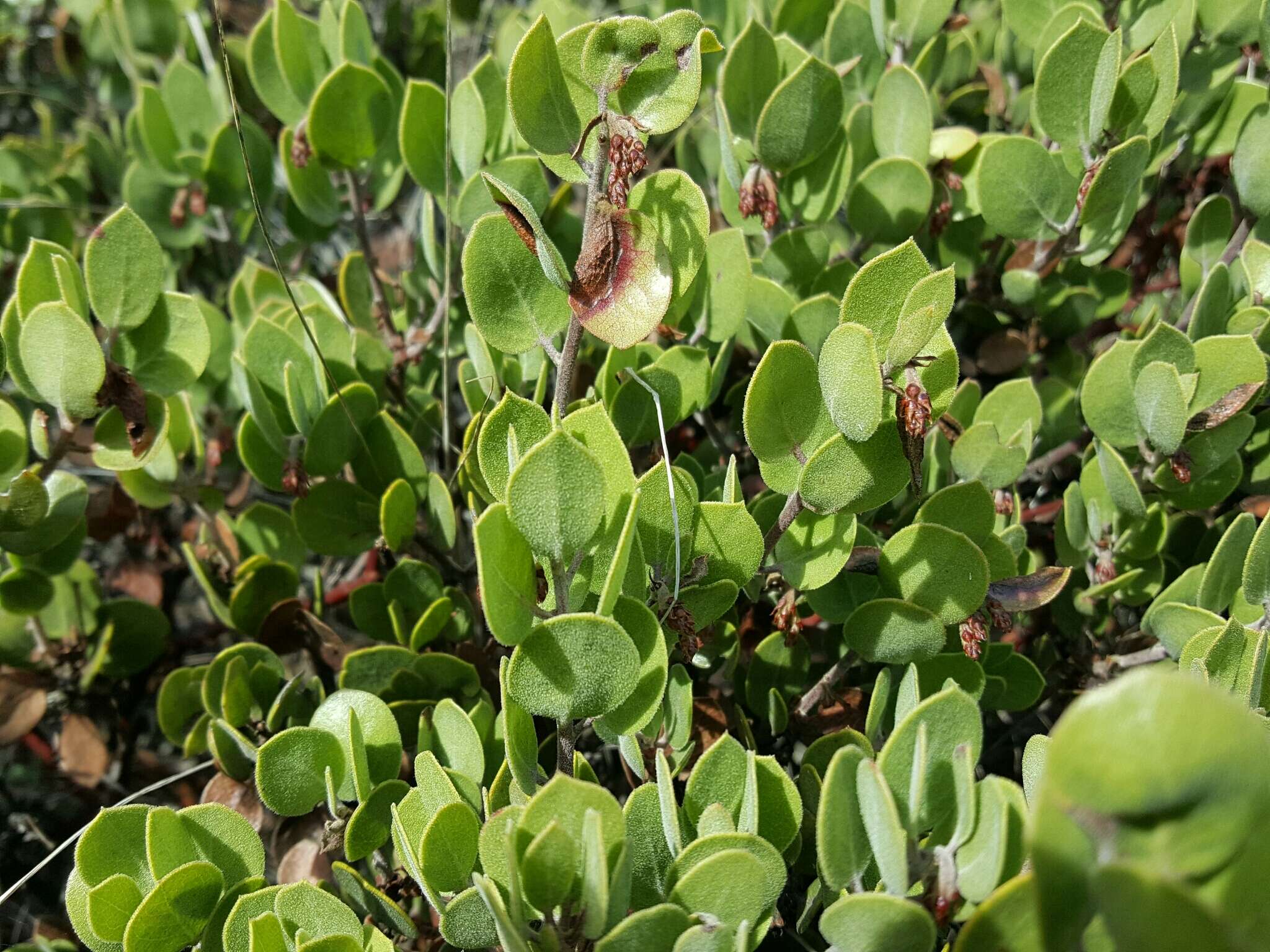 Слика од Arctostaphylos hookeri subsp. montana (Eastw.) P. V. Wells