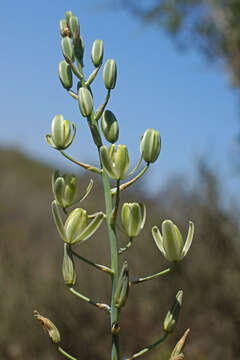 Image of Albuca decipiens U. Müll.-Doblies