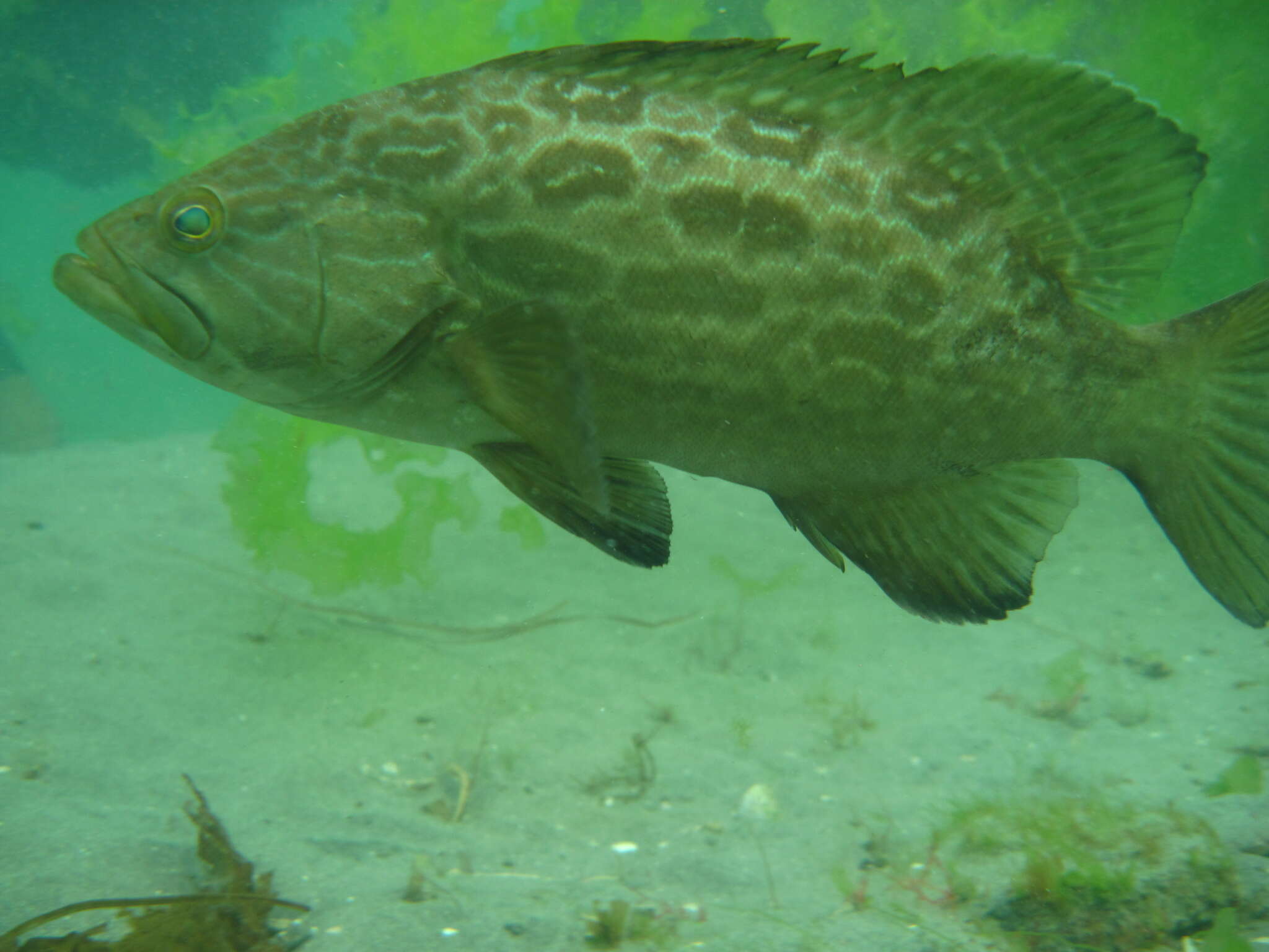 Image of Gulf Grouper