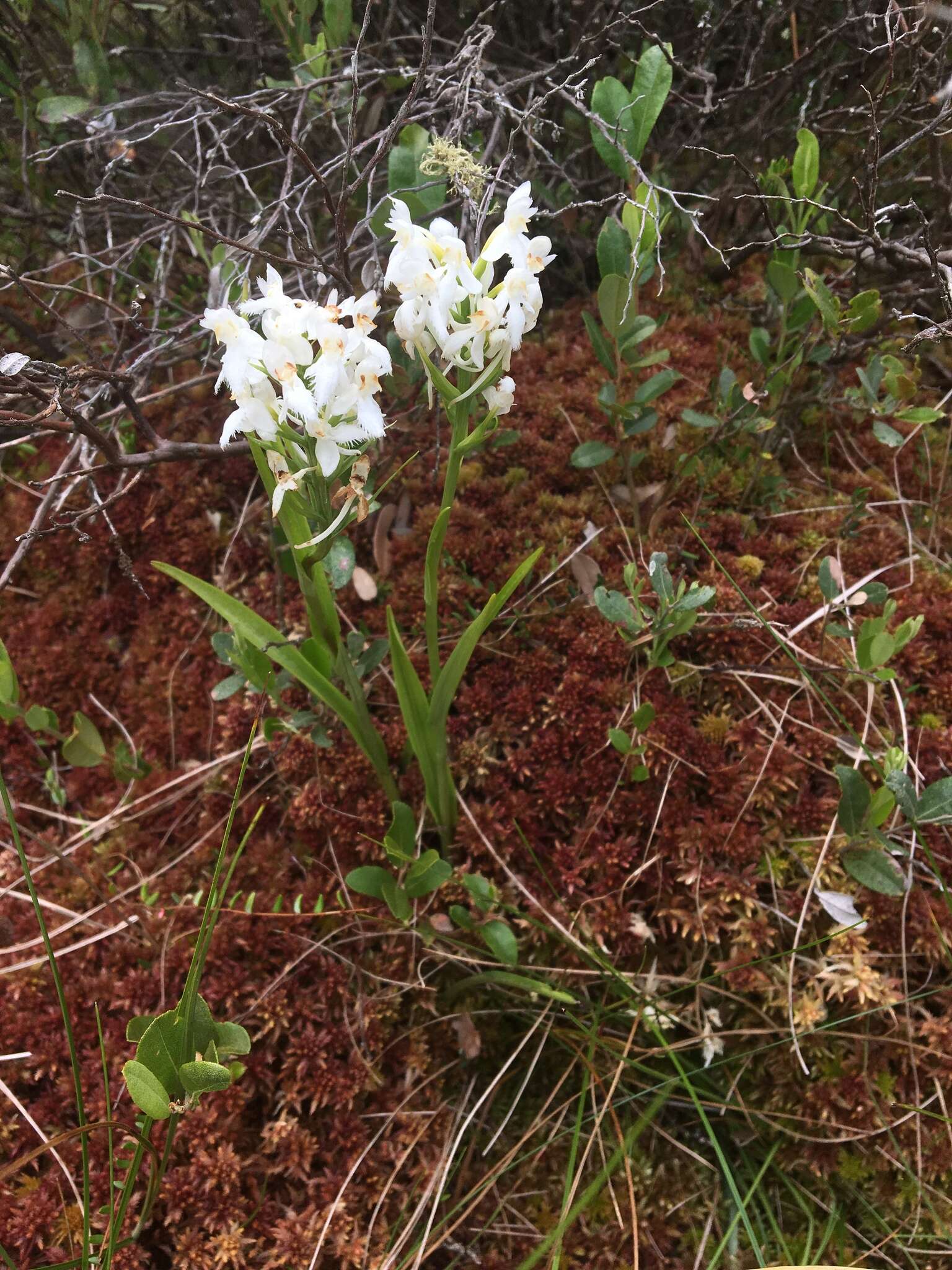 Image de Platanthera blephariglottis (Willd.) Lindl.