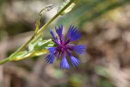 Image of Centaurea cyanoides Berggren & Wahlenb.