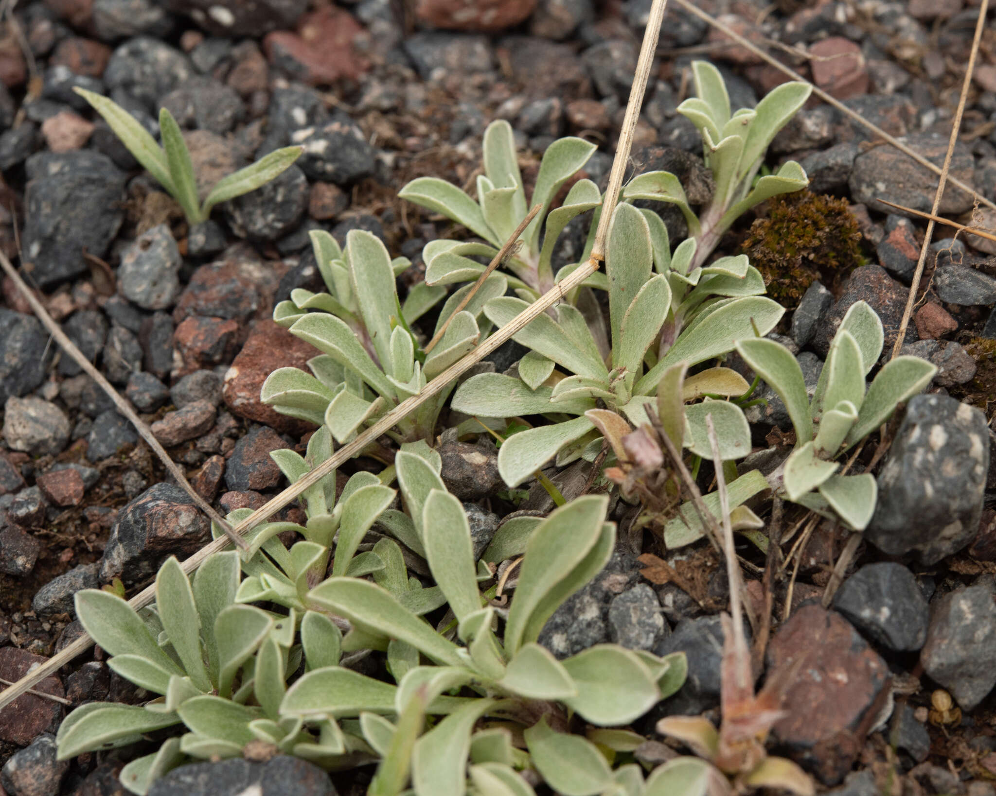 Image of Antennaria caucasica A. Boriss.