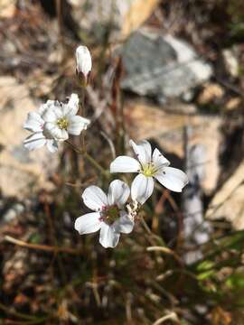 Imagem de Eremogone capillaris var. americana (Maguire) R. L. Hartman & Rabeler