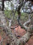 Image of Satin-bark corkwood