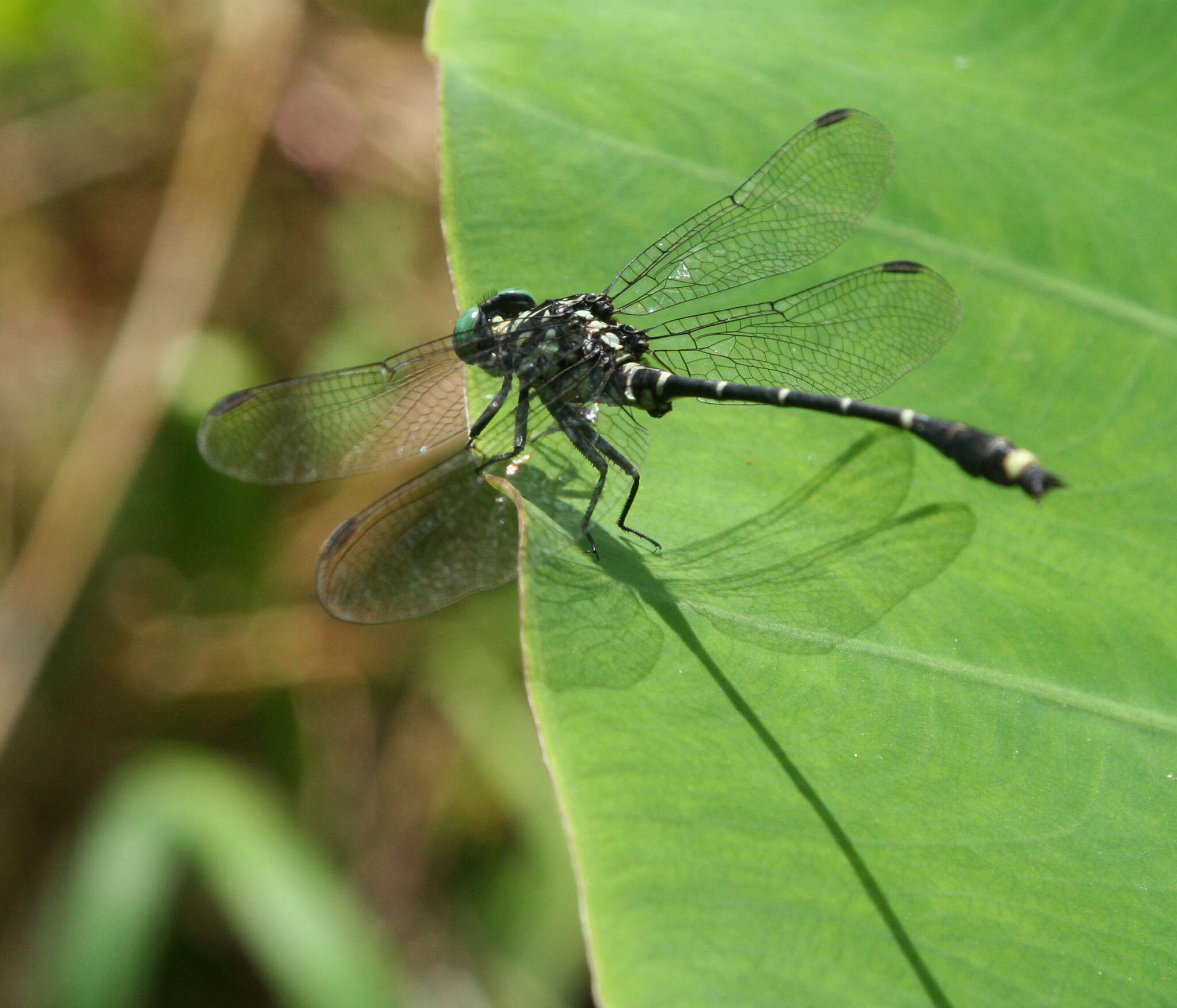 Image of Burmagomphus asahinai Kosterin, Makbun & Dawwrueng 2012
