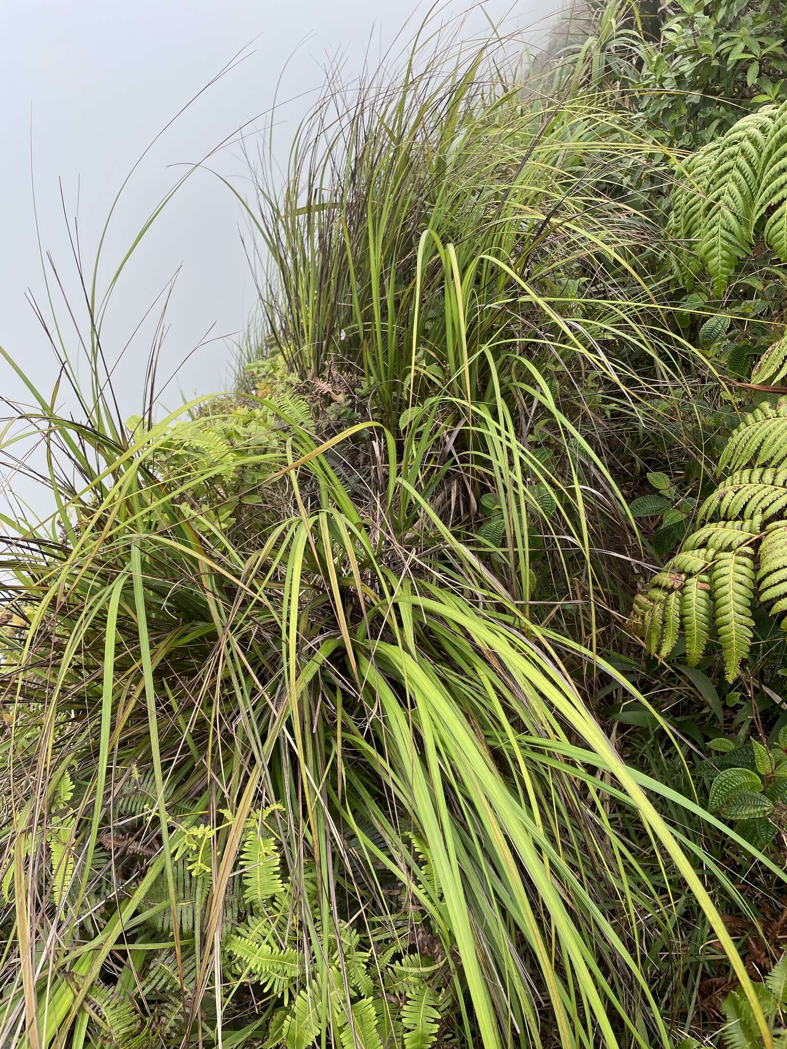 Image of forest sawsedge