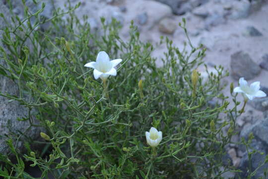 Image of Salpiglossis spinescens Clos