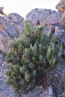 Image of Protea aristata Phillips