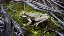 Image de Gastrotheca lojana Parker 1932