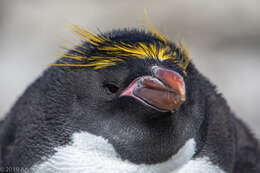 Image of Macaroni Penguin