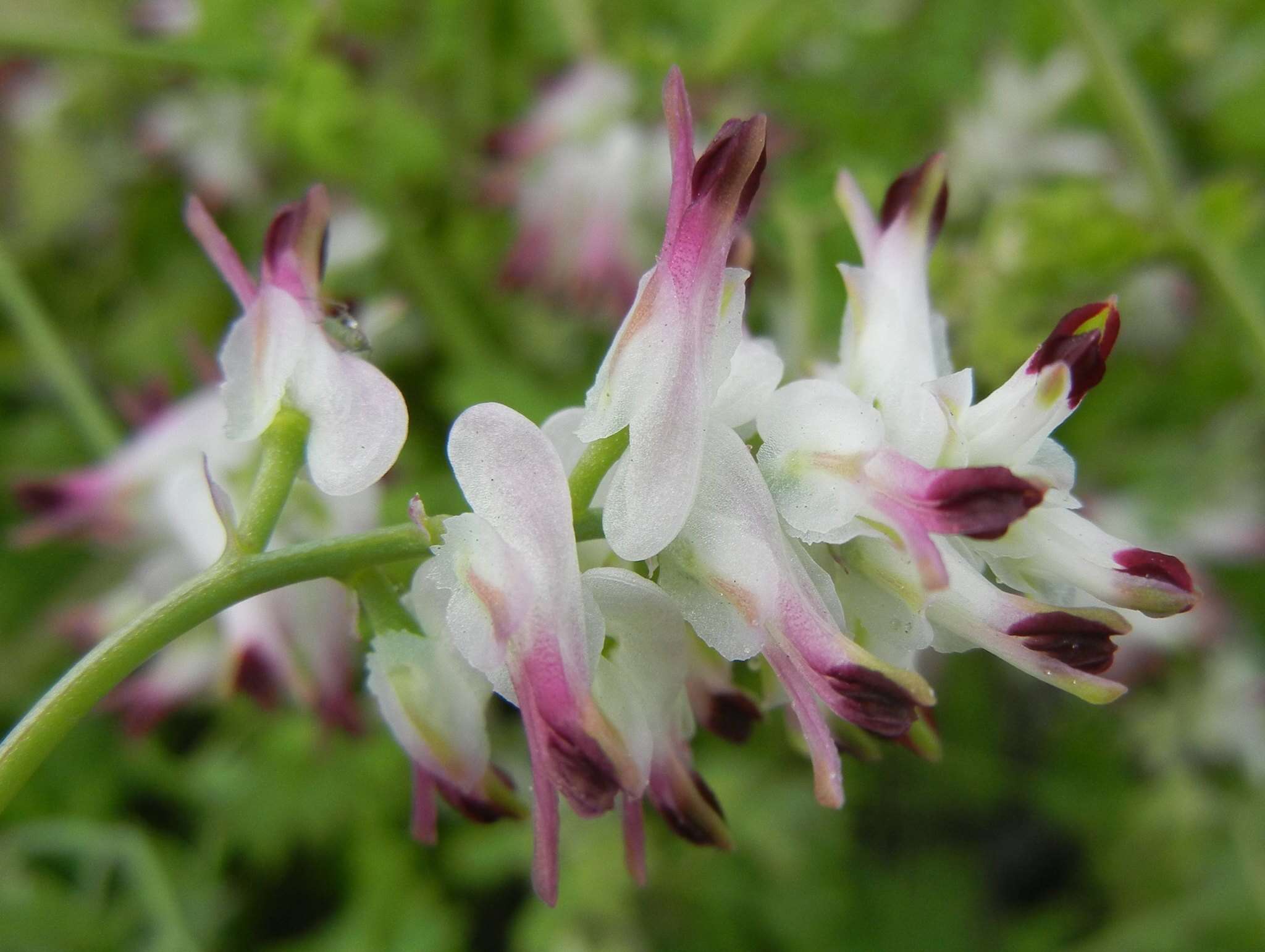 Image of white ramping fumitory