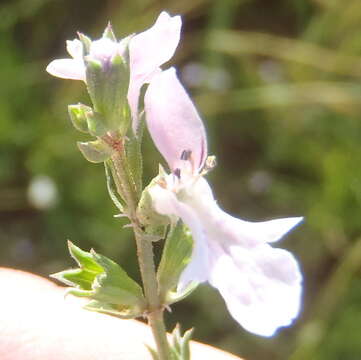 Imagem de Stachys hyssopoides Burch. ex Benth.