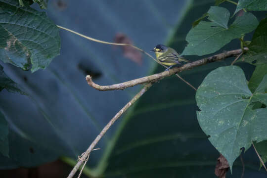 Image of Gray-headed Tody-Flycatcher