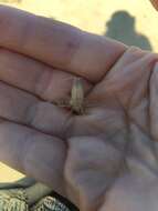 Image of northern big-eyed sandhopper