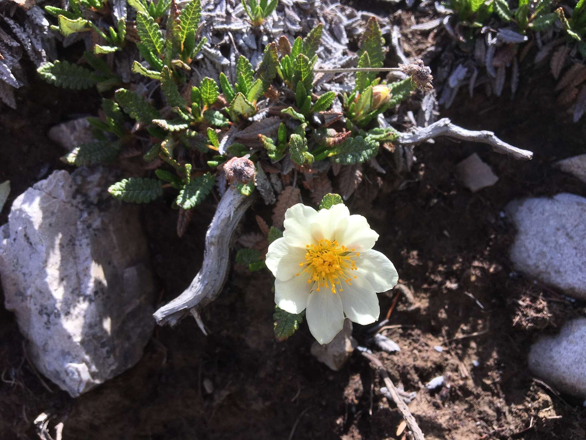 Imagem de Dryas octopetala subsp. hookeriana (Juz.) Hulten