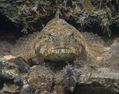 Image of Banded Sculpin