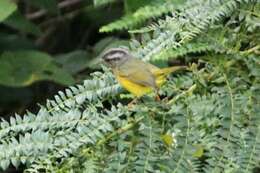 Image of Three-banded Warbler