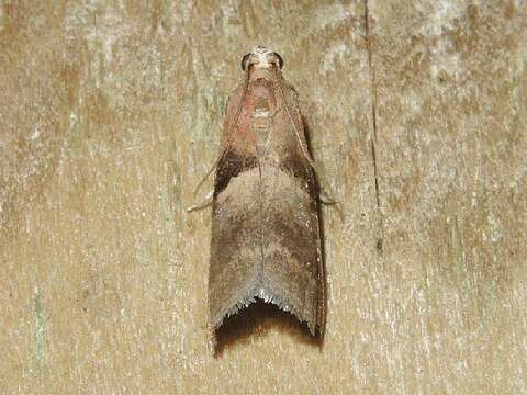 Acrobasis exsulella Zeller 1848 resmi