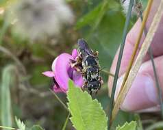 Image de Trachusa dorsalis (Lepeletier 1841)