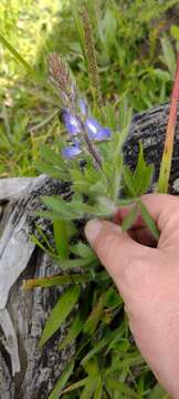 Image of Lupinus bracteolaris Desr.