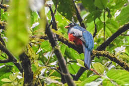 Image of Lattice-tailed Trogon