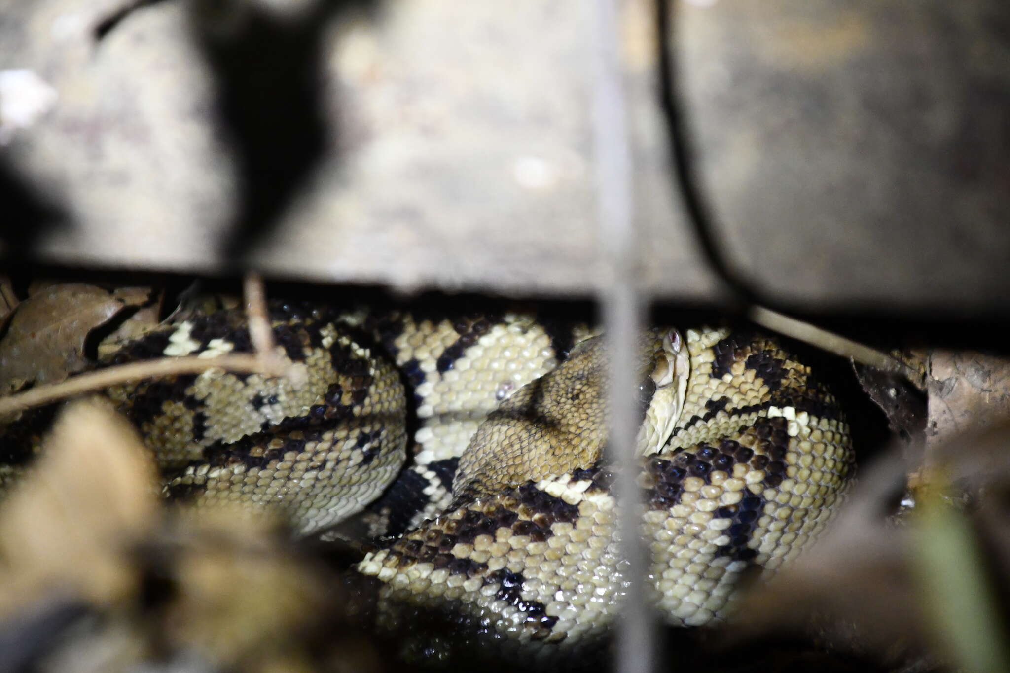 Image of Central American bushmaster