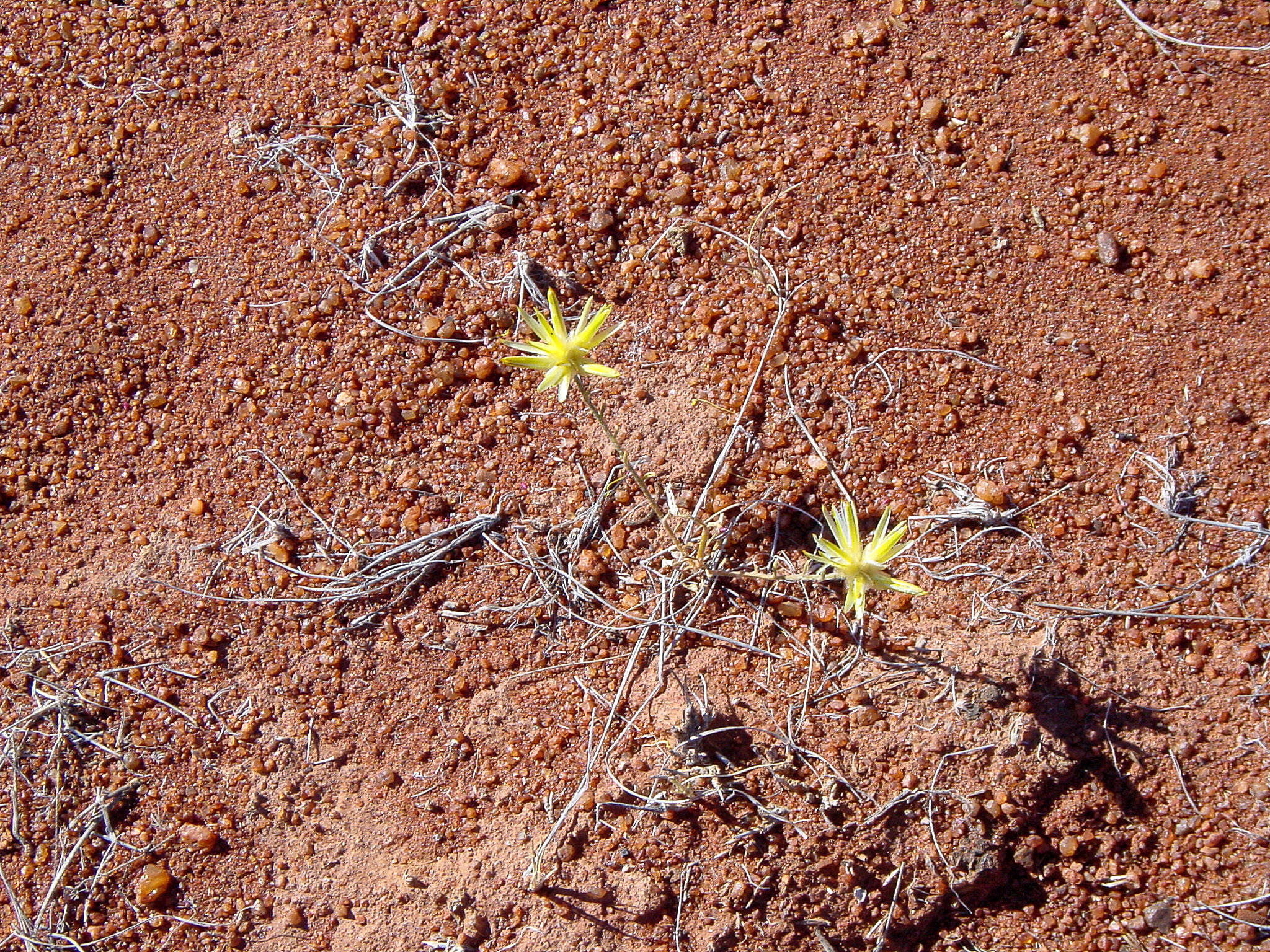 Ptilotus gaudichaudii (Steudel) J. M. Black的圖片