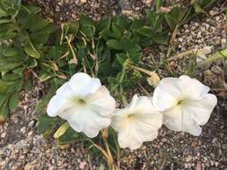 Image of large white petunia