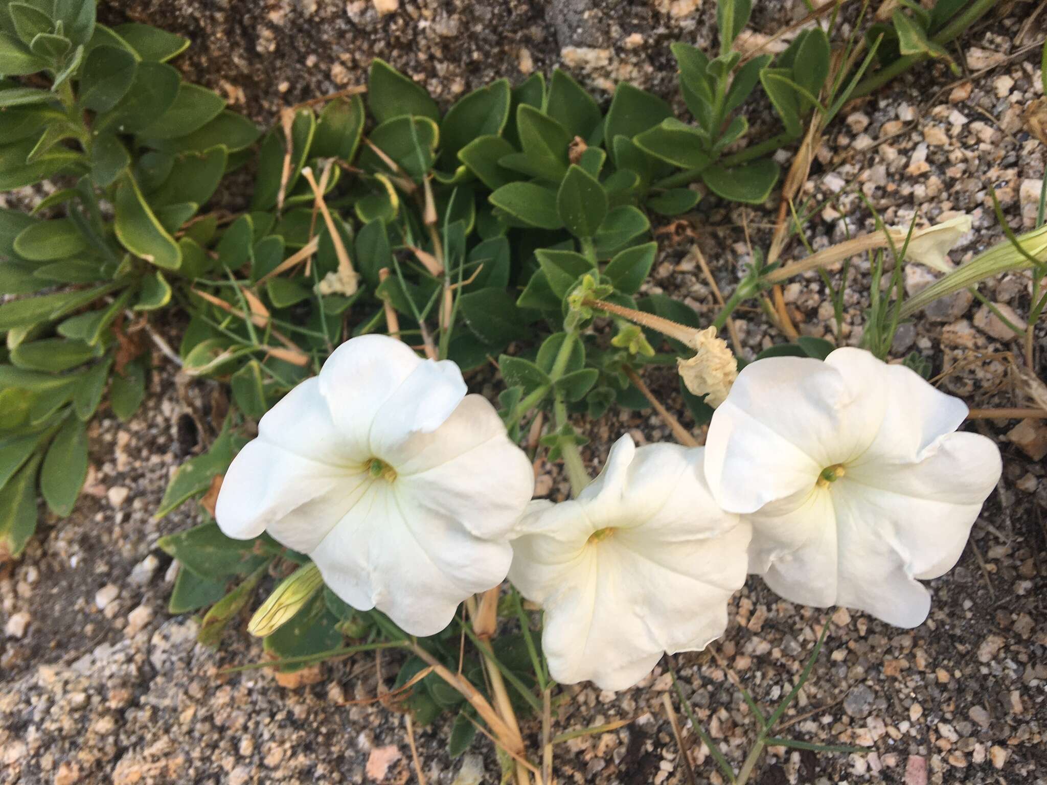 Image of large white petunia