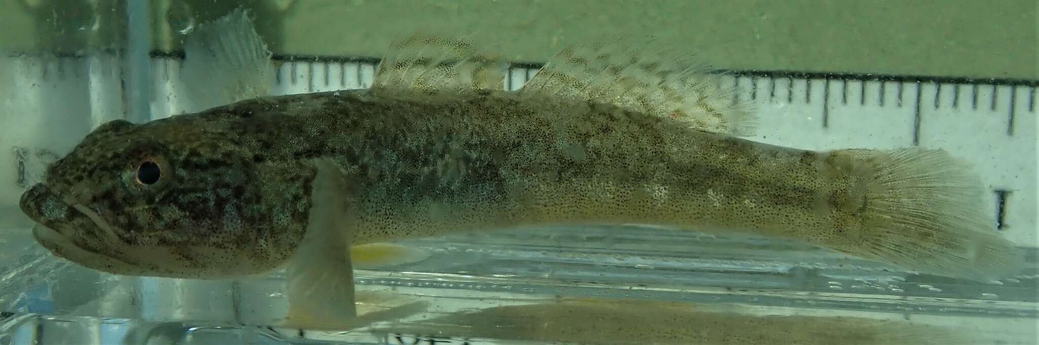 Image of Shortjaw mudsucker