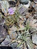 Image of bluehead gilia