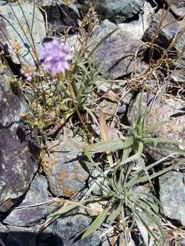 Image of bluehead gilia