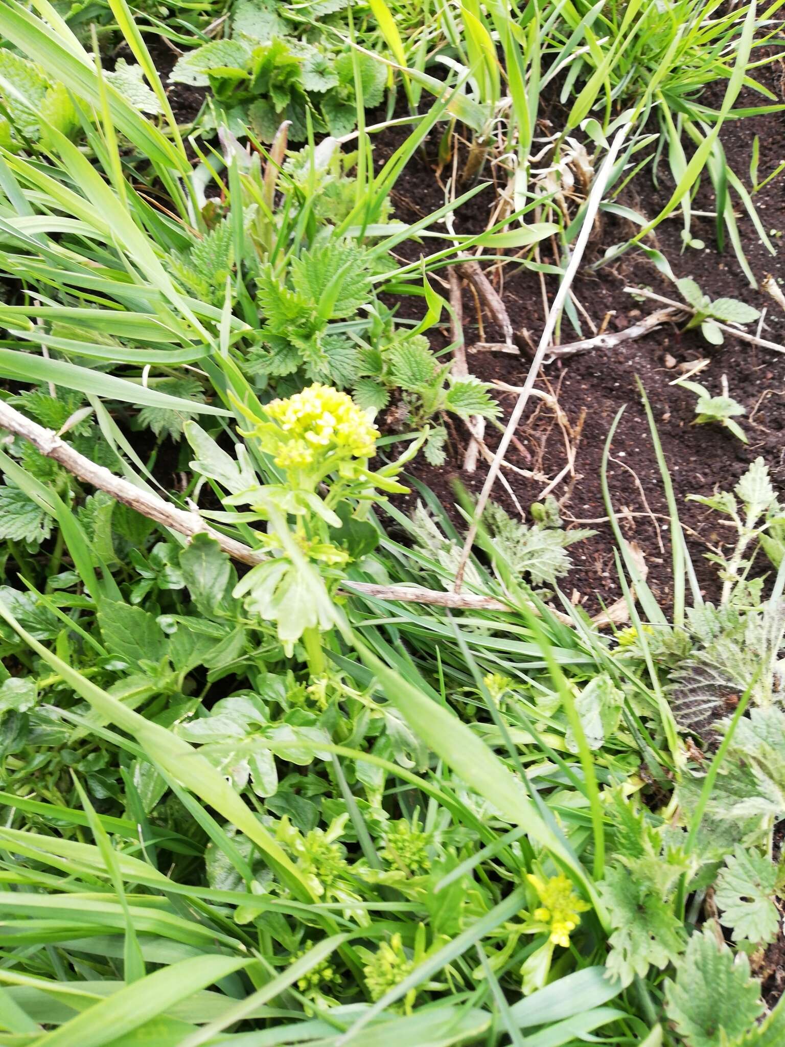 Image of medium flowered winter-cress