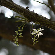 Image of Mystacidium capense (L. fil.) Schltr.