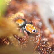 Image of Tawny Jumping Spider