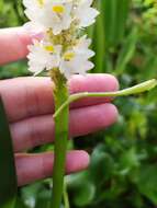 Image of Pontederia reflexa