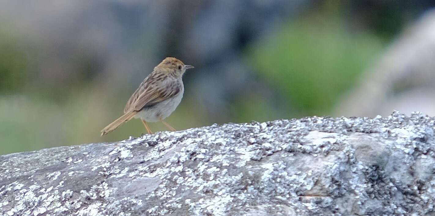 Image of Wailing Cisticola