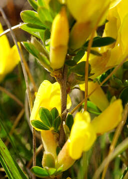 Image of golden broom