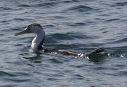 Image of Phalacrocorax varius hypoleucos (Brandt & JF 1837)