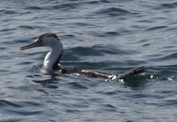 Image of Phalacrocorax varius hypoleucos (Brandt & JF 1837)